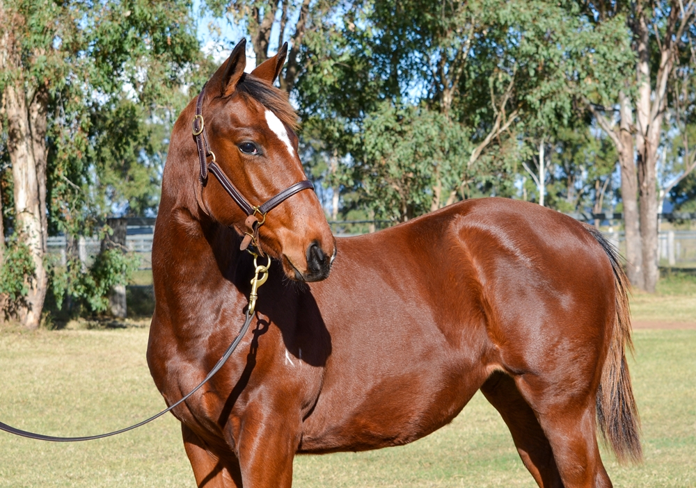 Ellsberg (AUS) / Just Our Girl (AUS) 2024 Filly - Image 2