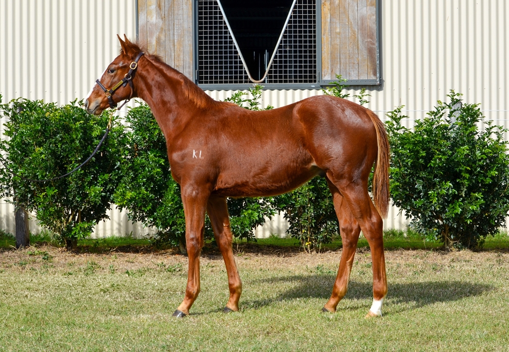 Ellsberg (AUS) / Santorini Miss (AUS) 2024 Colt - Image 1