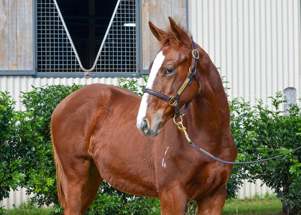 Ellsberg (AUS) / Santorini Miss (AUS) 2024 Colt - Image 2