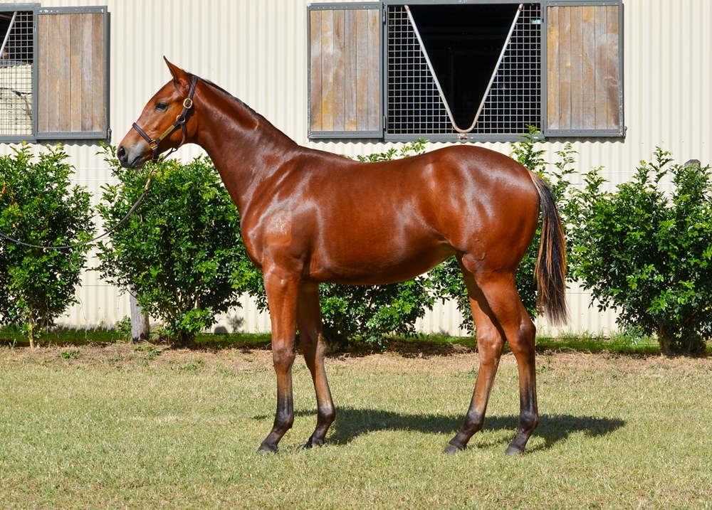 State of Rest (IRE) / Vital Source (AUS) 2024 Filly - Image 1