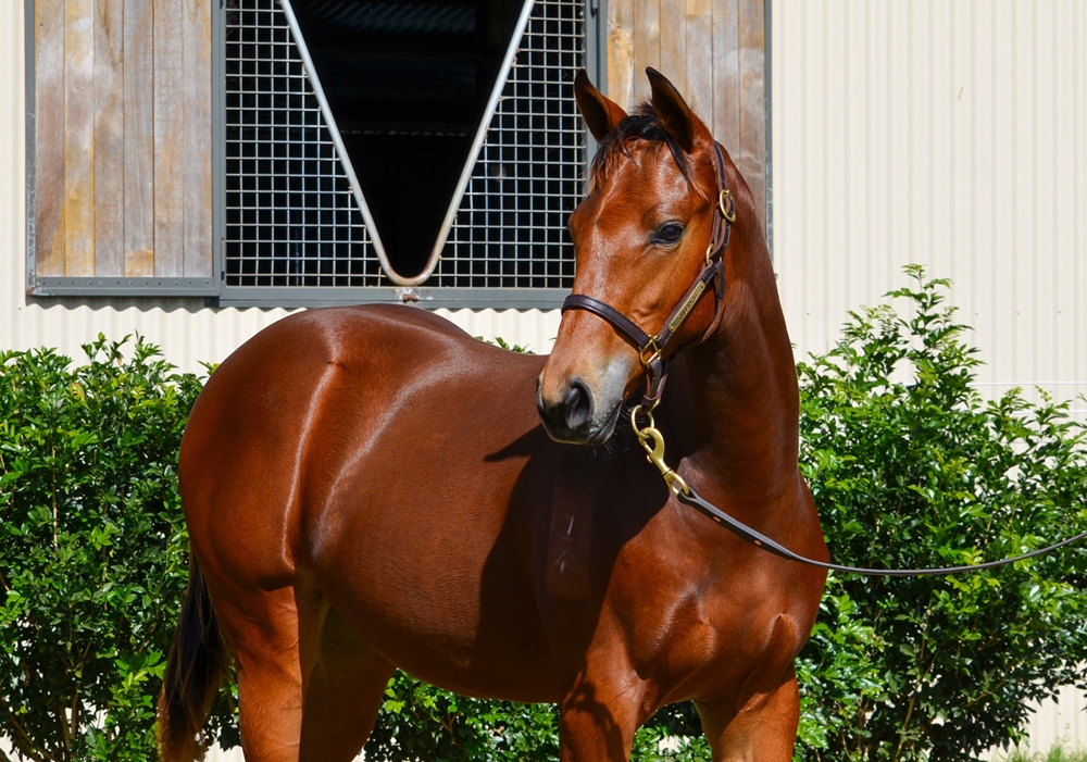State of Rest (IRE) / Vital Source (AUS) 2024 Filly - Image 2