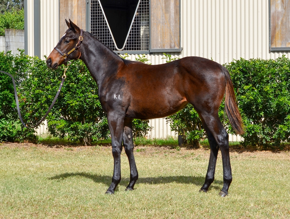Rebel Dane (AUS) / Debt'n'deficit (AUS) 2024 Filly - Image 1