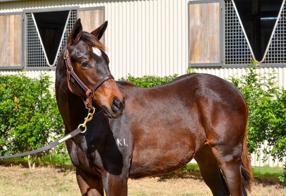Rebel Dane (AUS) / Debt'n'deficit (AUS) 2024 Filly - Image 2