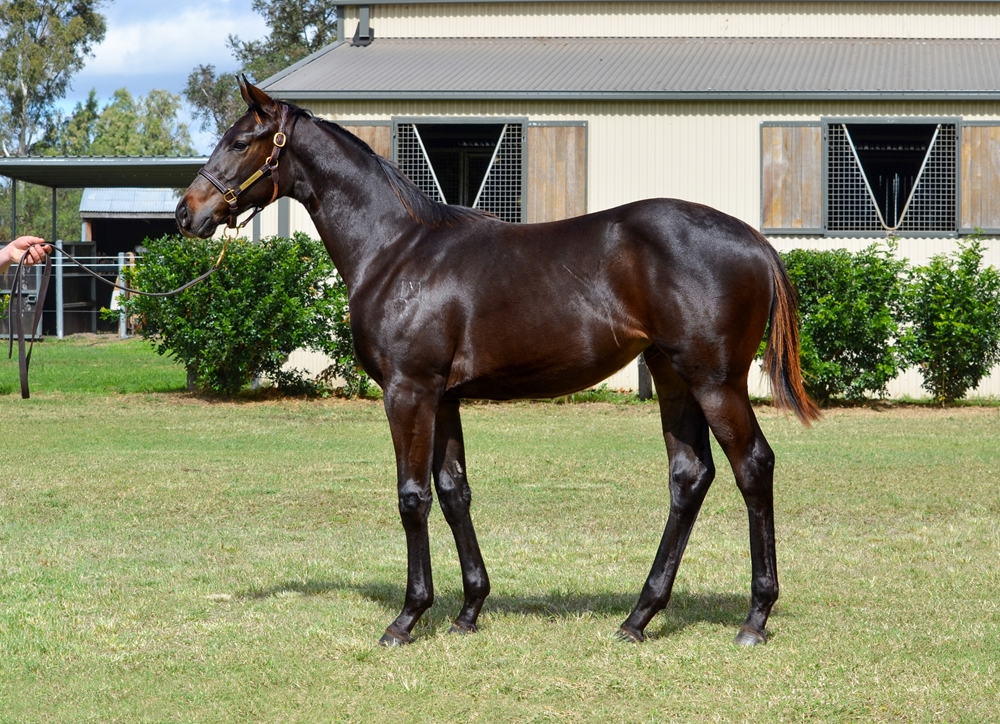Tassort (AUS) / Expensa (AUS) 2024 Filly - Image 1
