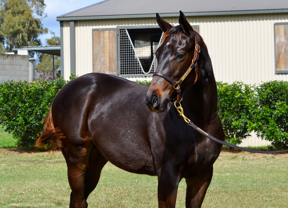 Tassort (AUS) / Expensa (AUS) 2024 Filly - Image 2