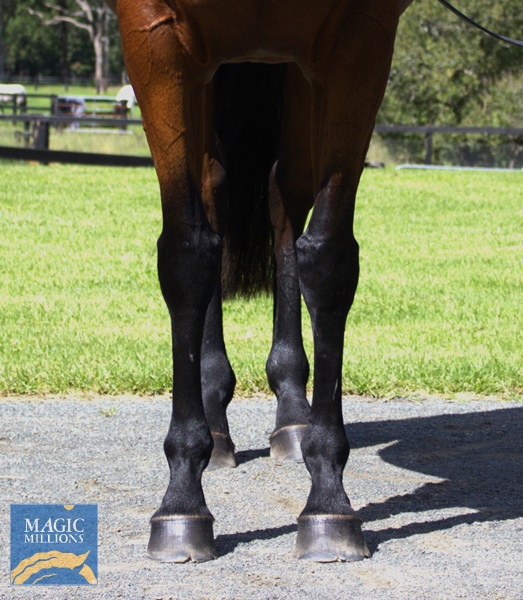 CAPRI OF TUFFY Front.jpg - Image 3