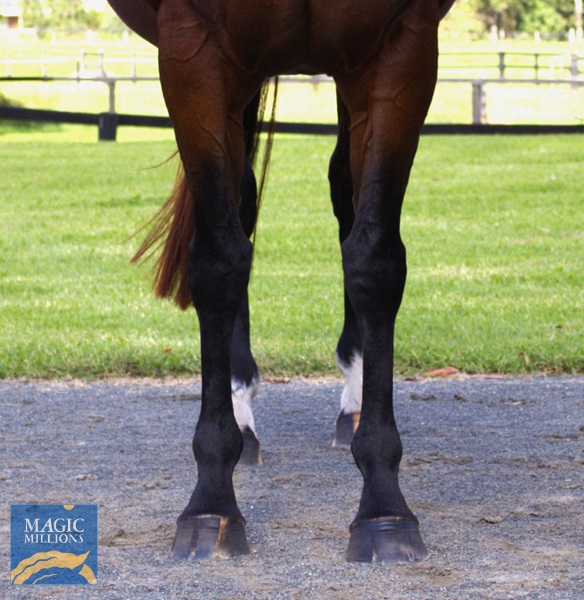 POLINA Front.jpg - Image 3