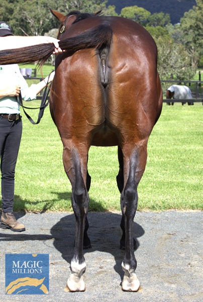 POLINA Rear.jpg - Image 4