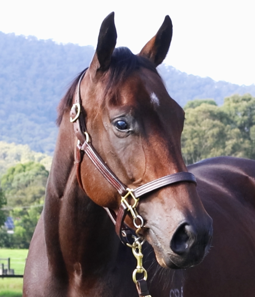 Ti Amo Tanto (AUS) - Image 2