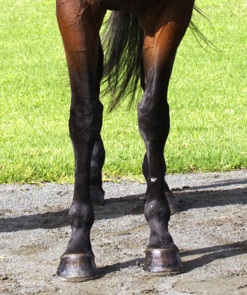 Ti Amo Tanto (AUS) - Image 3