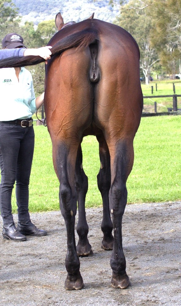 Ti Amo Tanto (AUS) - Image 4