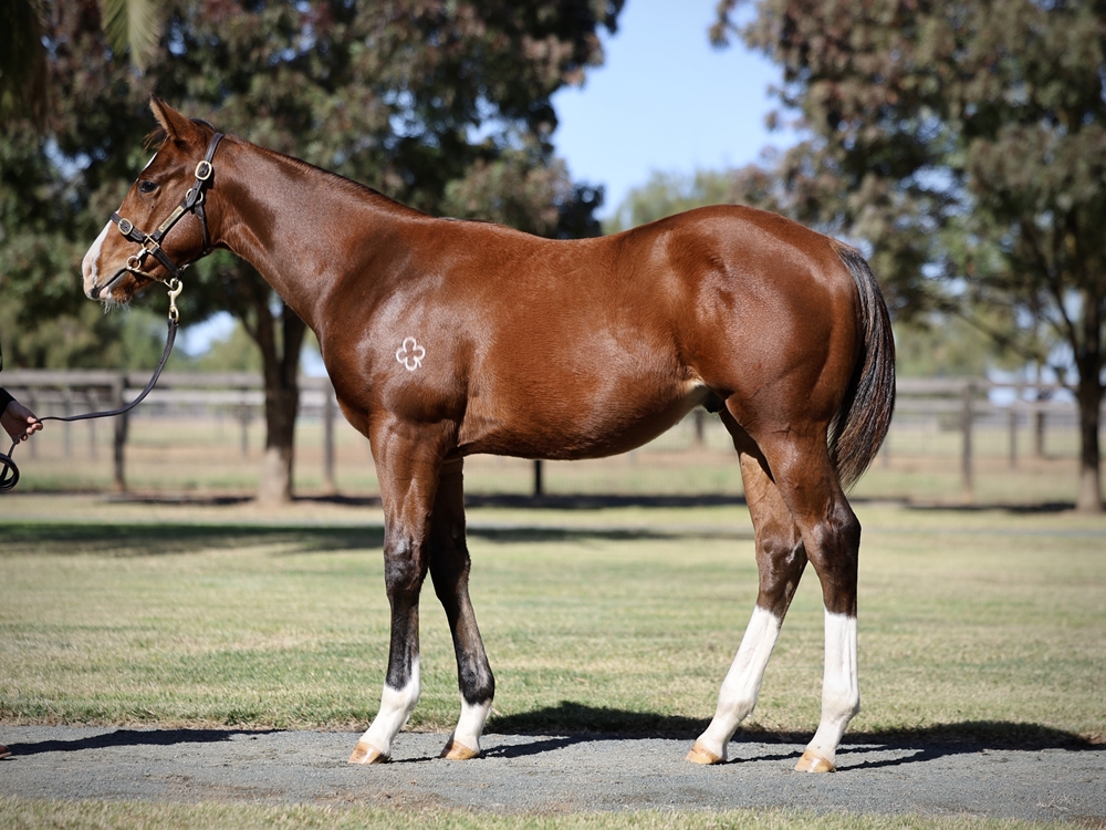 Castelvecchio (AUS) / French Skyline (AUS) 2024 Colt - Image 1