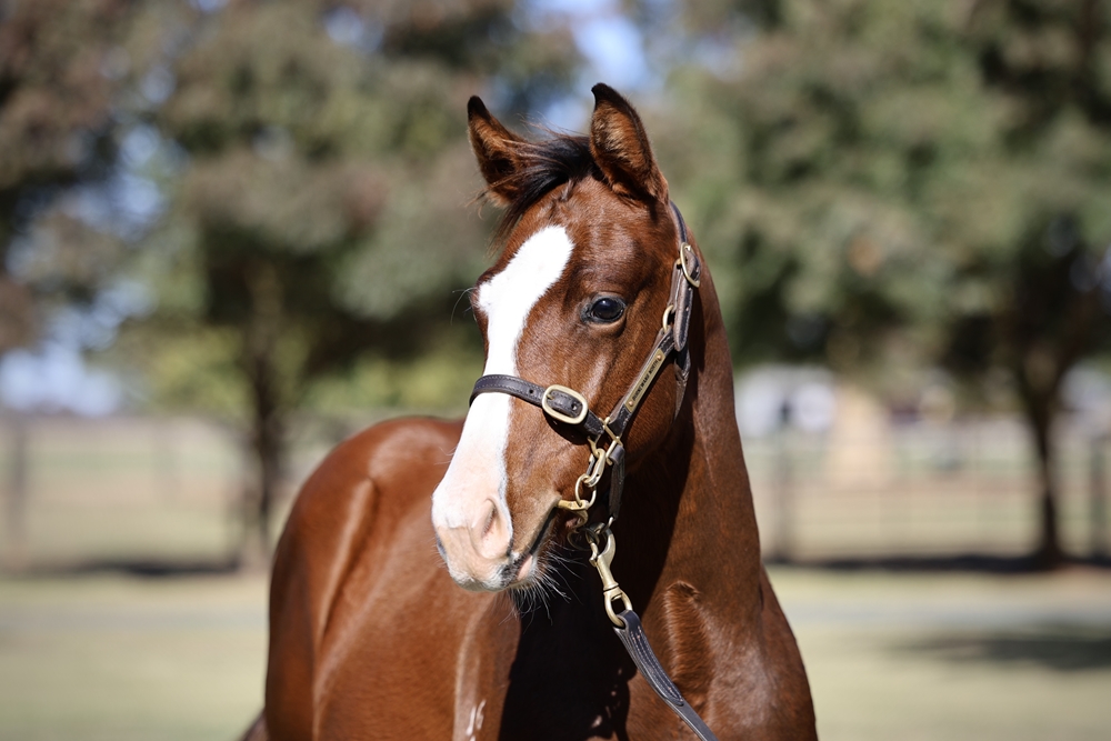 Castelvecchio (AUS) / French Skyline (AUS) 2024 Colt - Image 2