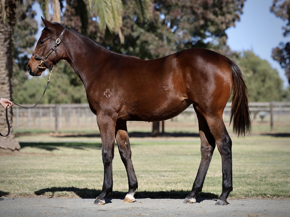 Exceed and Excel (AUS) / Je Suis Belle (AUS) 2024 Filly - Image 1