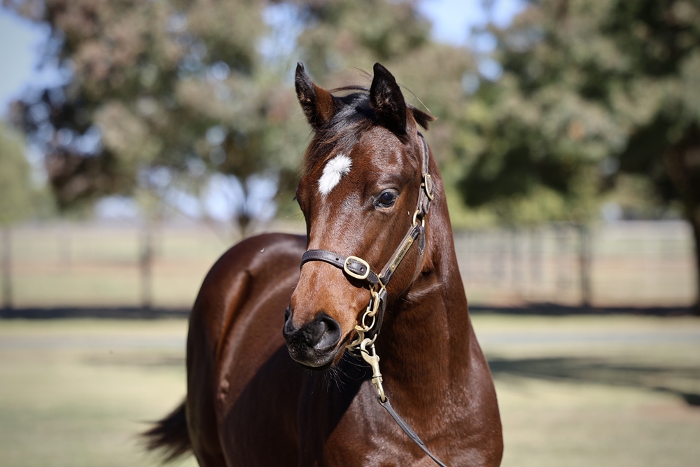 Exceed and Excel (AUS) / Je Suis Belle (AUS) 2024 Filly - Image 2