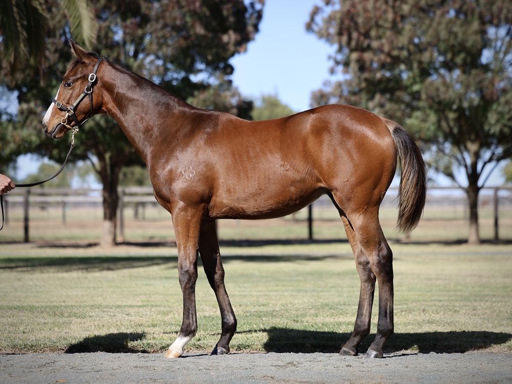 Dundeel (NZ) / National Velvet (AUS) 2024 Colt - Image 1