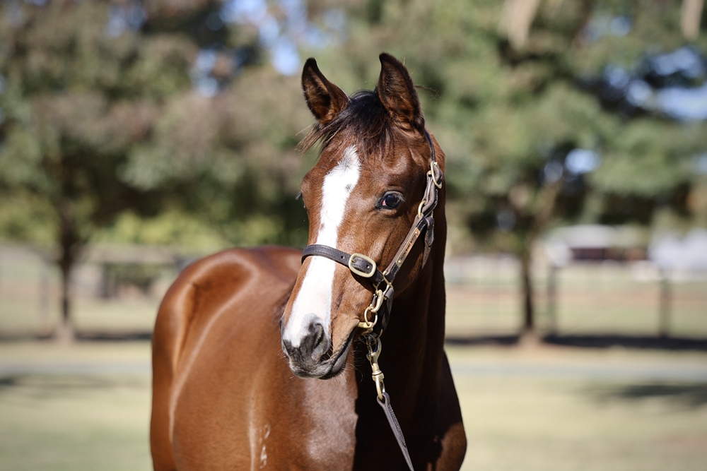 Dundeel (NZ) / National Velvet (AUS) 2024 Colt - Image 2