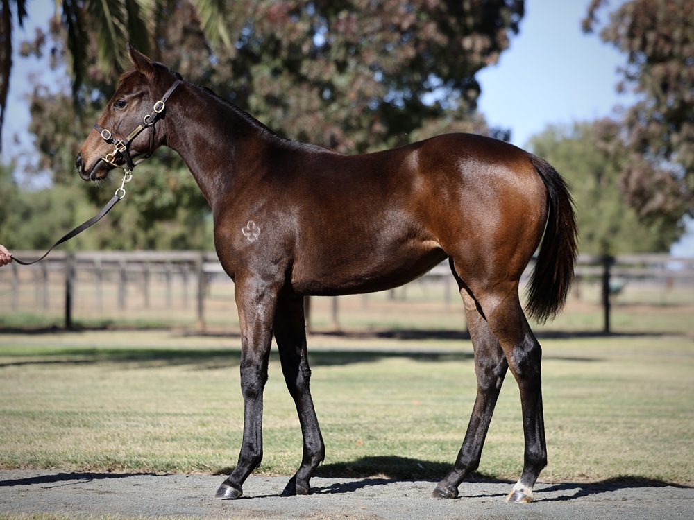 Harry Angel (IRE) / Racine (GB) 2024 Filly - Image 1
