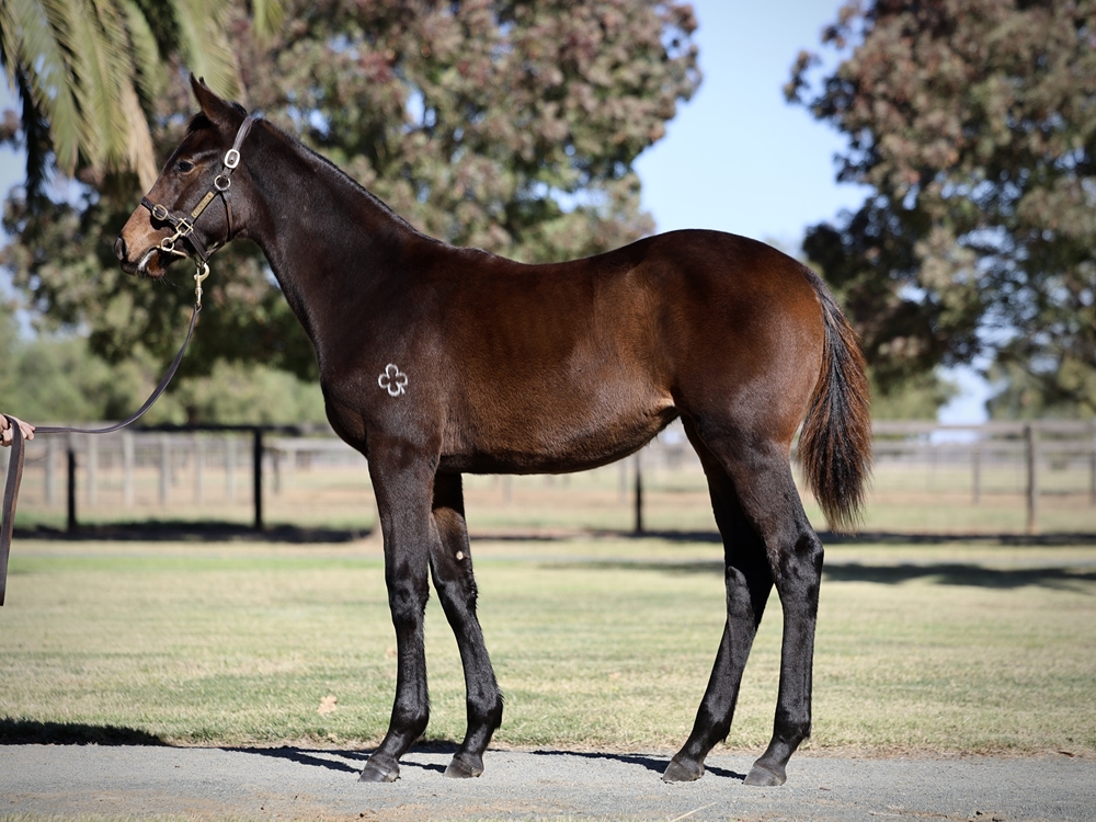 So You Think (NZ) / Sidona (GB) 2024 Filly - Image 1