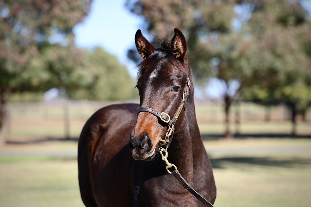 So You Think (NZ) / Sidona (GB) 2024 Filly - Image 2