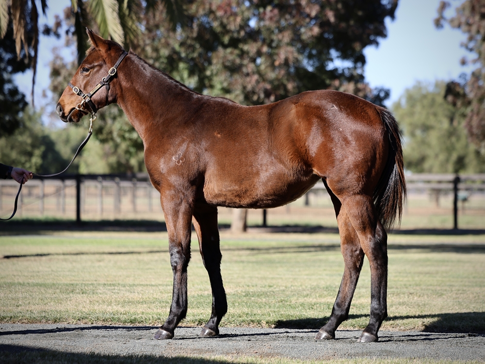 Street Boss (USA) / Sniparoochy (AUS) 2024 Filly - Image 1