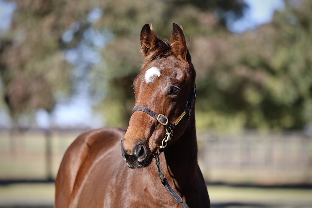 Street Boss (USA) / Sniparoochy (AUS) 2024 Filly - Image 2