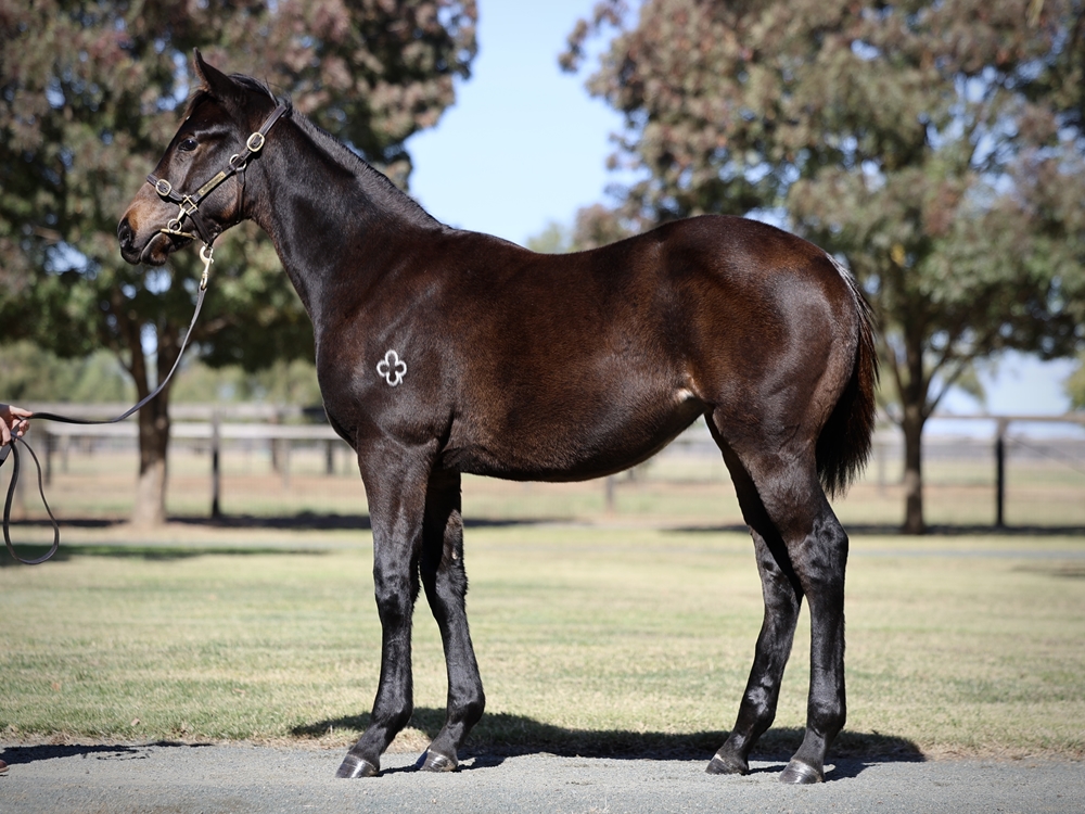 So You Think (NZ) / Vedema (FR) 2024 Filly - Image 1