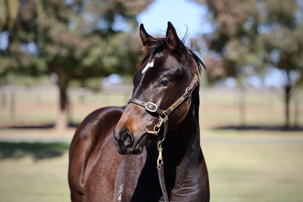 So You Think (NZ) / Vedema (FR) 2024 Filly - Image 2