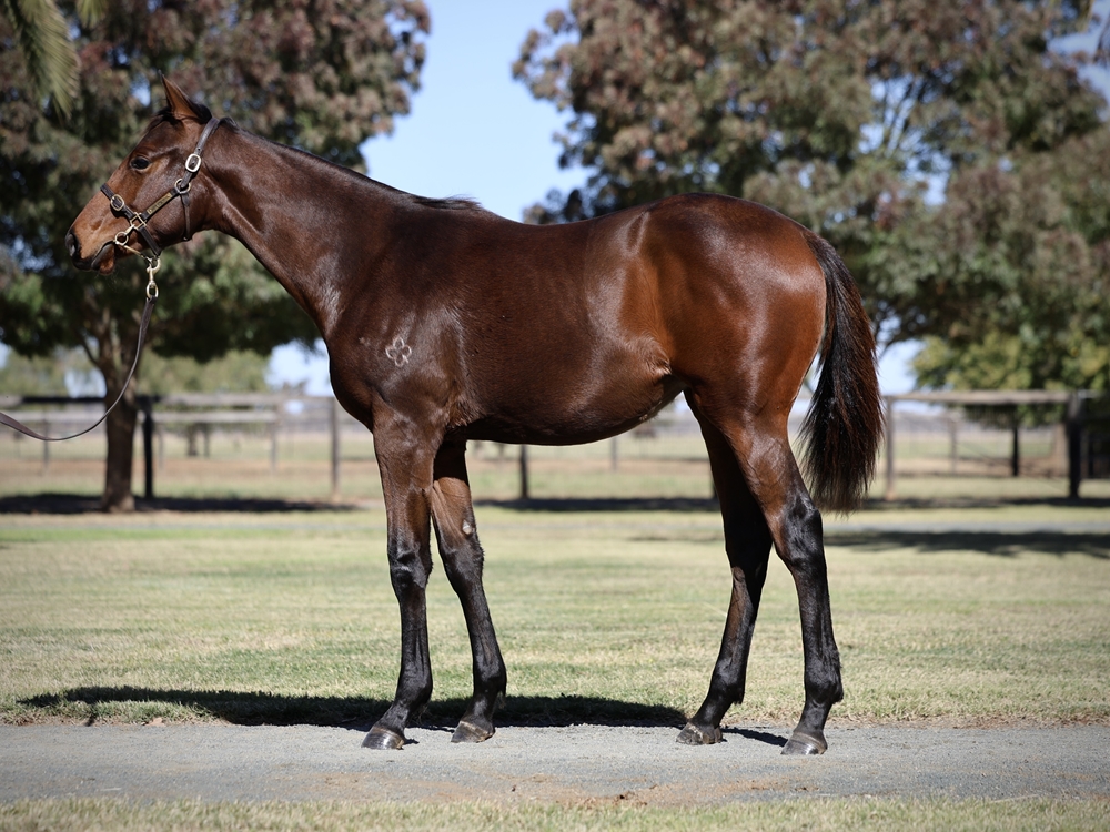 Pride of Dubai (AUS) / Viva Gloria (GER) 2024 Filly - Image 1