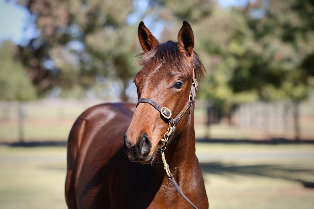 Pride of Dubai (AUS) / Viva Gloria (GER) 2024 Filly - Image 2