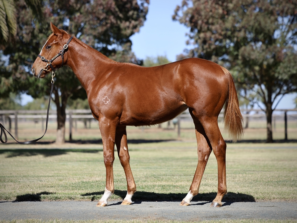 Starspangledbanner (AUS) / Williams Bay (AUS) 2024 Filly - Image 1