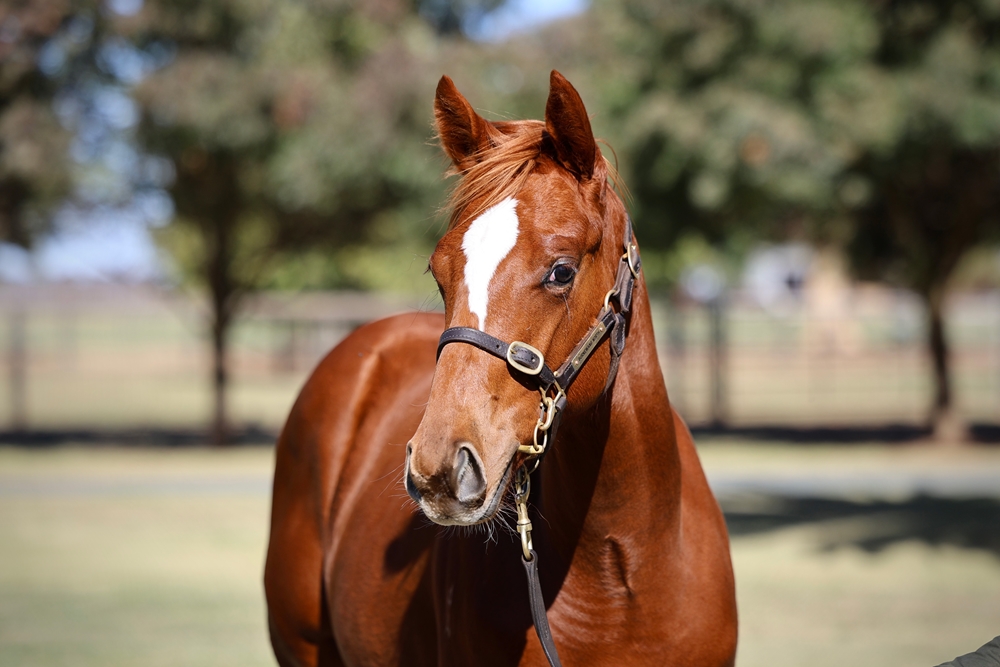 Starspangledbanner (AUS) / Williams Bay (AUS) 2024 Filly - Image 2