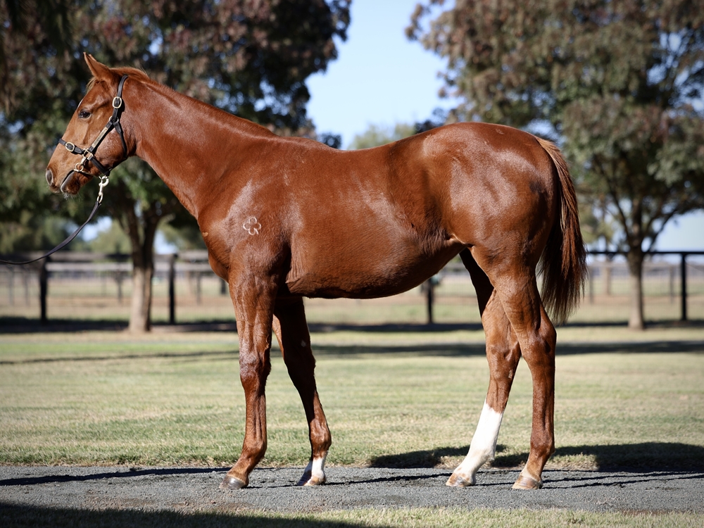 Street Boss (USA) / Wonderful World (ITY) 2024 Filly - Image 1