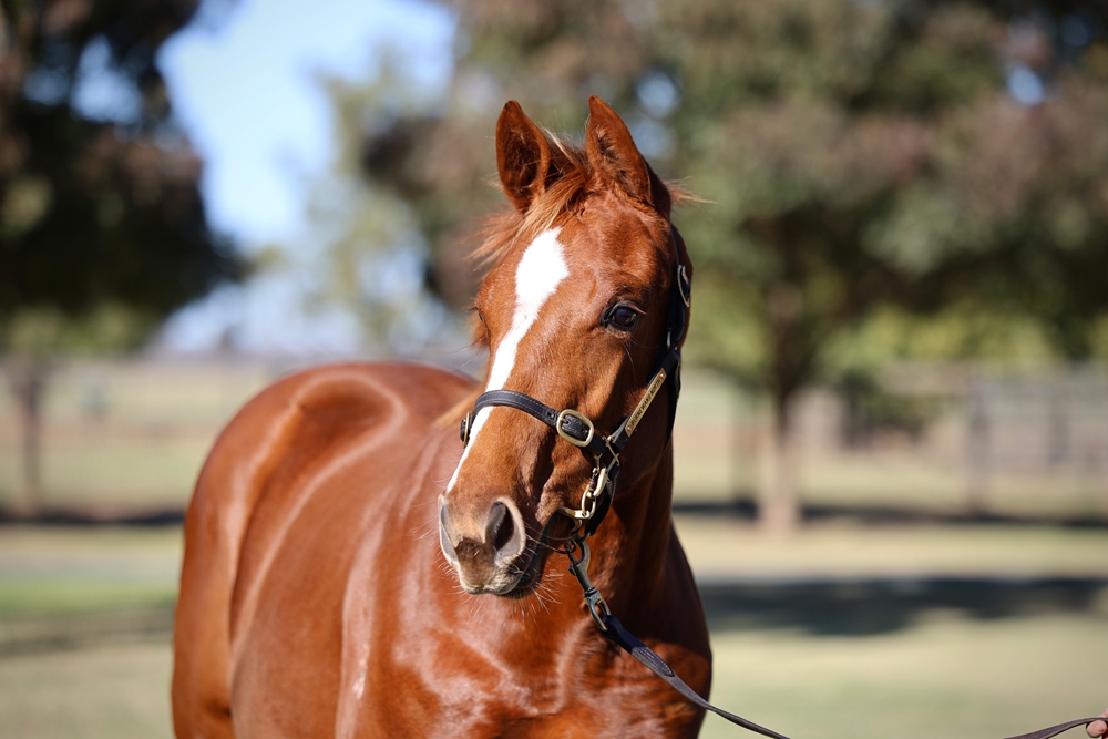 Street Boss (USA) / Wonderful World (ITY) 2024 Filly - Image 2