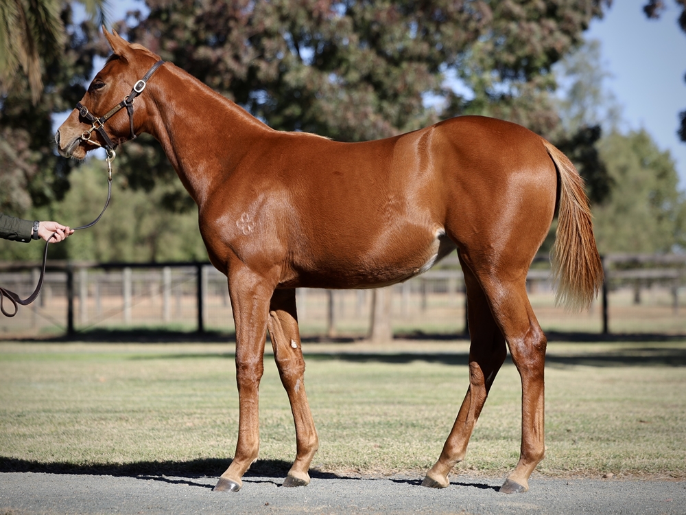 In the Congo (AUS) / Zou de Moon (AUS) 2024 Filly - Image 1