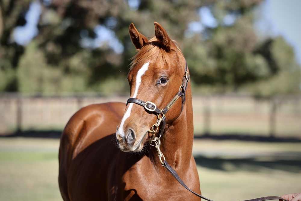 In the Congo (AUS) / Zou de Moon (AUS) 2024 Filly - Image 2