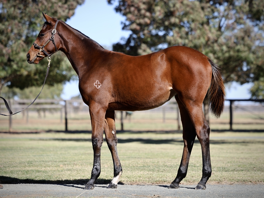 Hellbent (AUS) / Bo Bardi (AUS) 2024 Filly - Image 1