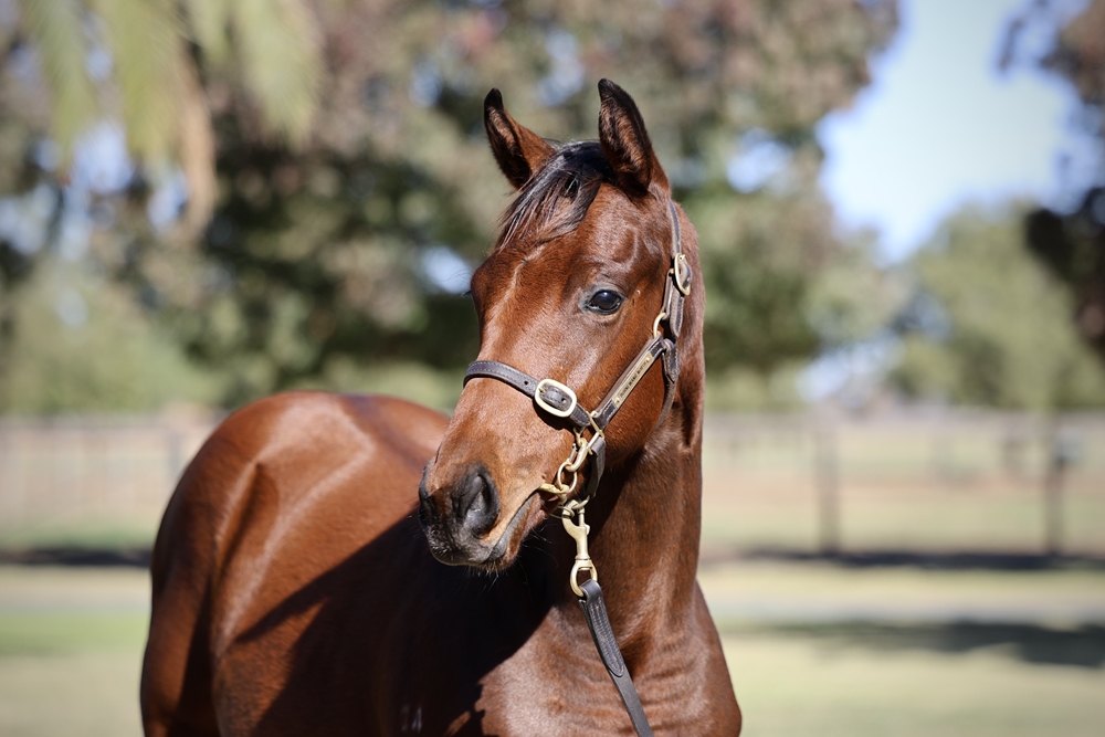 Hellbent (AUS) / Bo Bardi (AUS) 2024 Filly - Image 2