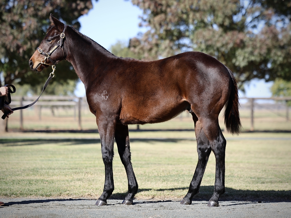Brazen Beau (AUS) / Chandana (AUS) 2024 Colt - Image 1