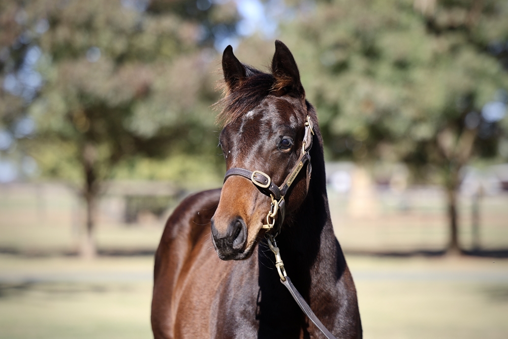 Brazen Beau (AUS) / Chandana (AUS) 2024 Colt - Image 2