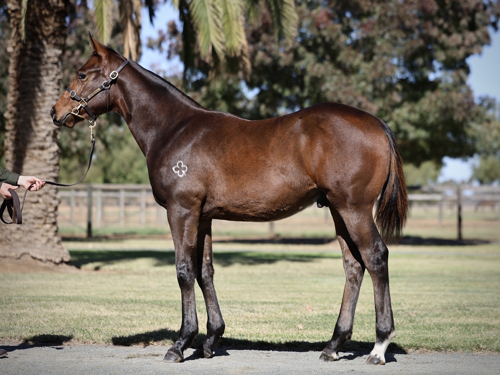 Pride of Dubai (AUS) / Dragoness (GB) 2024 Colt - Image 1
