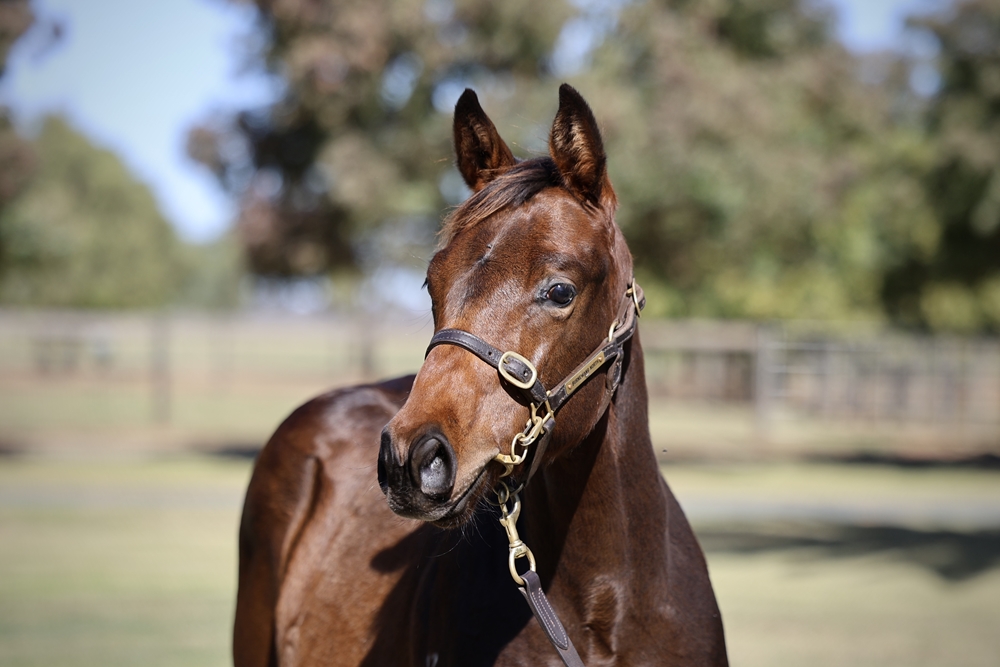 Pride of Dubai (AUS) / Dragoness (GB) 2024 Colt - Image 2