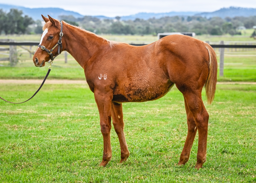 Home Affairs (AUS) / Glamour Gal (AUS) 2024 Filly - Image 1