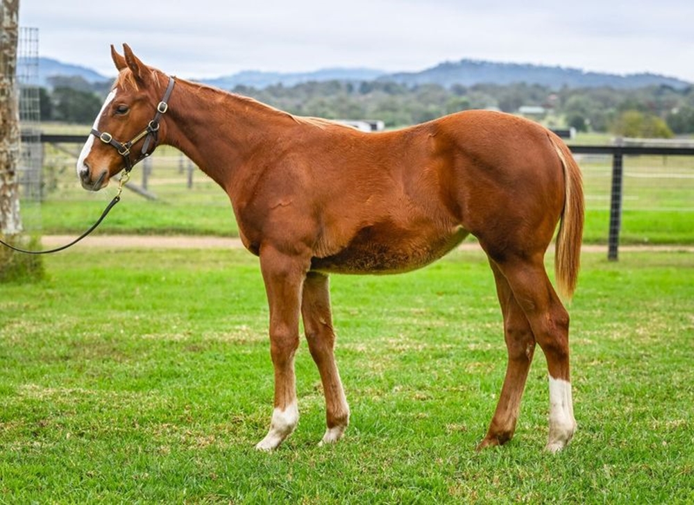 Bivouac (AUS) / I Am Awesome (AUS) 2024 Filly - Image 1