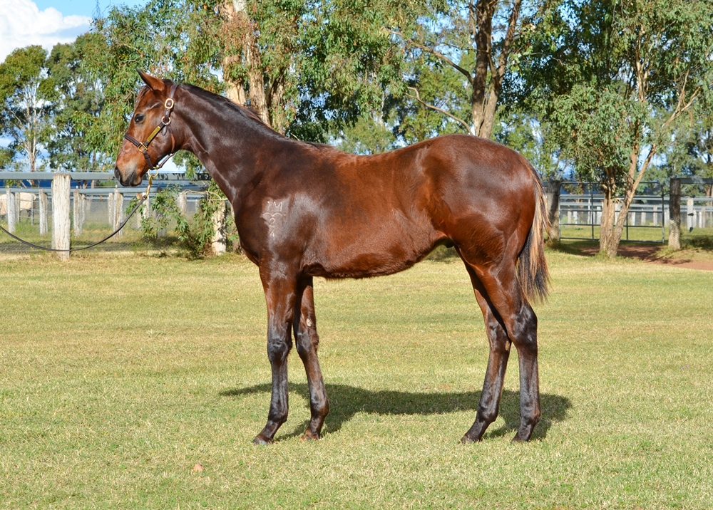 Wild Ruler (AUS) / Hidden Attraction (AUS) 2024 Colt - Image 1