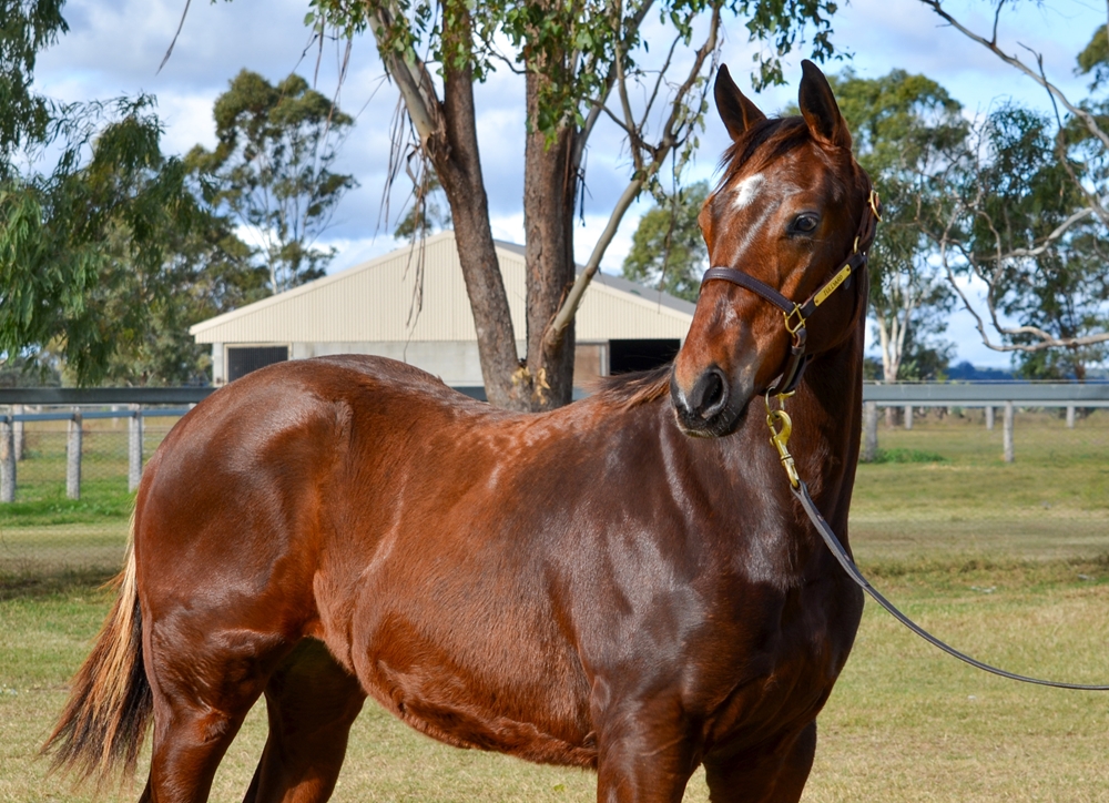 Wild Ruler (AUS) / Hidden Attraction (AUS) 2024 Colt - Image 2