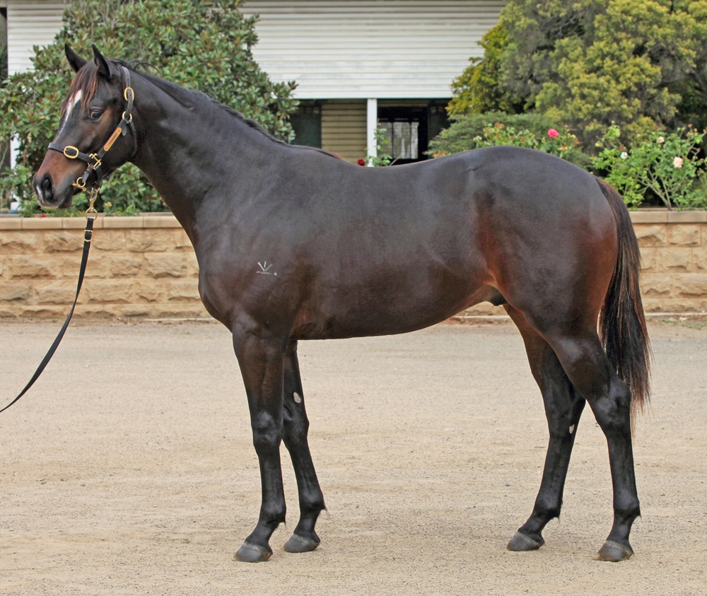Better Than Ready (AUS) / Freeze on the Run (AUS) 2023 Colt - Image 1