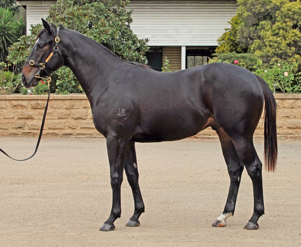 Brutal (NZ) / Hot Talk (AUS) 2023 G - Image 1