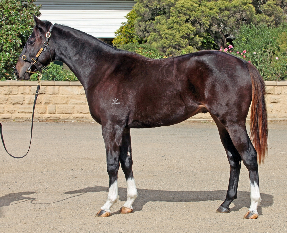 Nicconi (AUS) / Oozes Class (AUS) 2023 Colt - Image 1