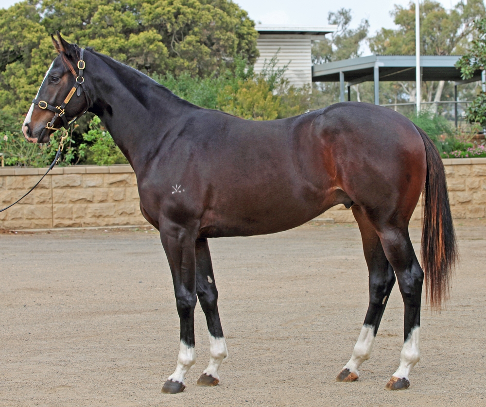 Barbaric (AUS) / Ready Reply (AUS) 2023 Colt - Image 1